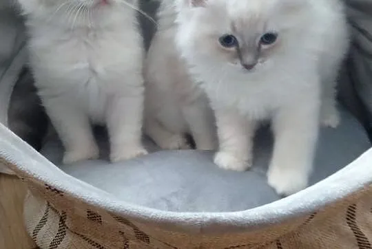 Ragdoll kwintesencja rasy towarzyskie słodziaki. R, Lubelskie, Lublin