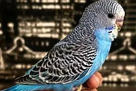 RĘCZNIE KARMIONA Papużka Falista – Oswojony Samiec mutacja:(Skyblue Normal)