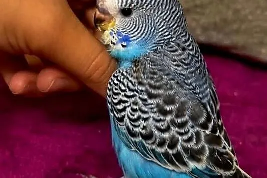 RĘCZNIE KARMIONA Papużka Falista – Oswojony Samiec mutacja:(Skyblue Normal), Kujawsko-pomorskie, Grudziądz