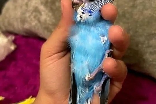 RĘCZNIE KARMIONA Papużka Falista – Oswojony Samiec mutacja:(Skyblue Normal), Kujawsko-pomorskie, Grudziądz