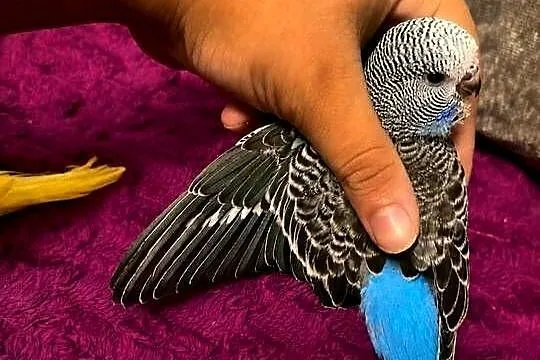 RĘCZNIE KARMIONA Papużka Falista – Oswojony Samiec mutacja:(Skyblue Normal), Kujawsko-pomorskie, Grudziądz