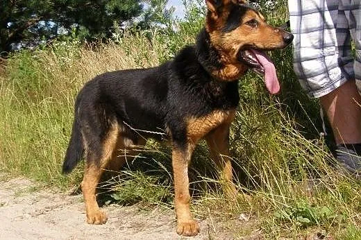 Moris, pies na schwał...tylko domu mu brak :(,  ma