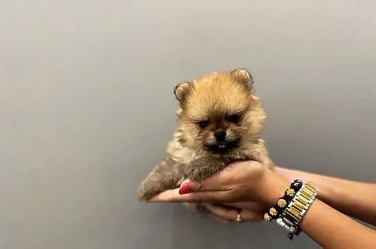 Pomeranian mini mini Bibi 700g