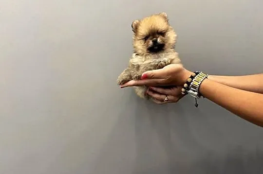 Pomeranian mini mini Bibi 700g, Pomorskie, Kolbudy