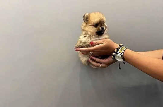 Pomeranian mini mini Bibi 700g, Pomorskie, Kolbudy