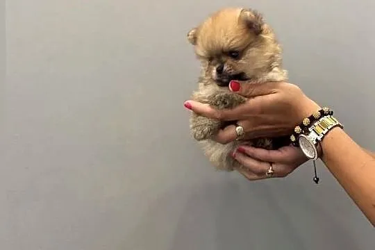 Pomeranian mini mini Bibi 700g, Pomorskie, Kolbudy