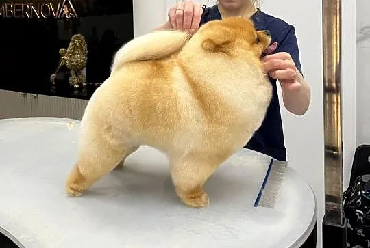 Pomeranian mini mini Bibi 700g, Pomorskie, Kolbudy
