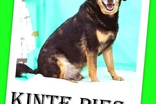 Kocha ludzi,lubi kontakt z innymi psami,pies KINTE ADOPCJA,  małopolskie Kraków
