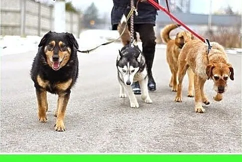 Kocha ludzi,lubi kontakt z innymi psami,pies KINTE