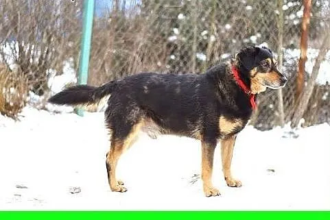 Kocha ludzi,lubi kontakt z innymi psami,pies KINTE