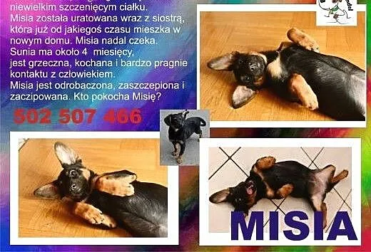 Mysia - prosi o dobry domek, mazowieckie Góra Kal