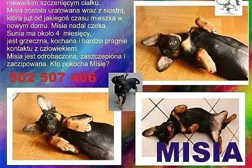 Mysia - prosi o dobry domek,  mazowieckie Góra Kal