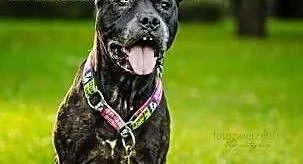 Zula szuka domu, Amstaff cała Polska