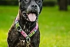 Zula szuka domu, Amstaff cała Polska