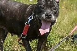 Zula szuka domu,  Amstaff cała Polska