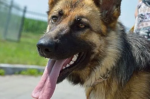 Suzi to okolo 2 letnia sunie w typie owczarka niemieckiego,  Kundelki cała Polska