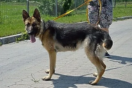 Suzi to okolo 2 letnia sunie w typie owczarka niem