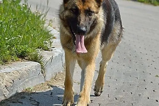 Suzi to okolo 2 letnia sunie w typie owczarka niem