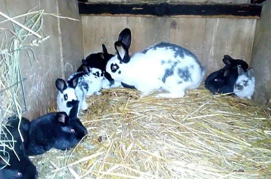 Samica srokata z 11 młodymi, Wielkopolskie, Ćwierdzin