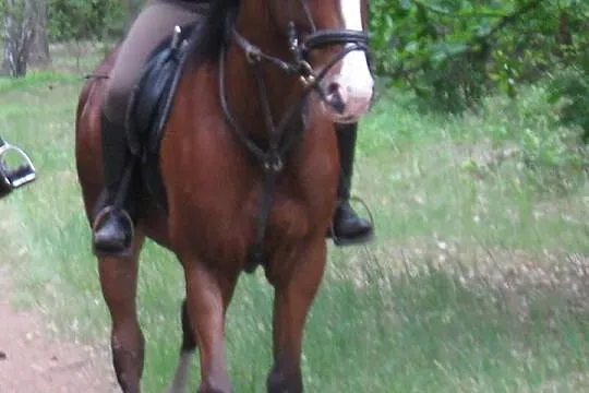 Sprzedam konia, wałach Santi