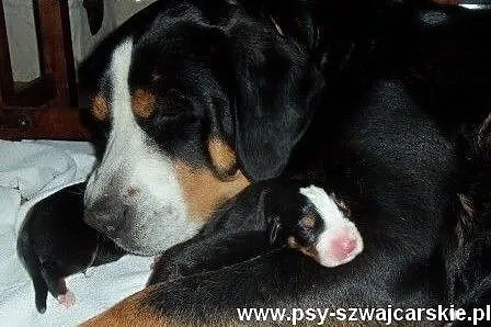 Duży Szwajcarski Pies Pasterski - szczeniaki Juraj
