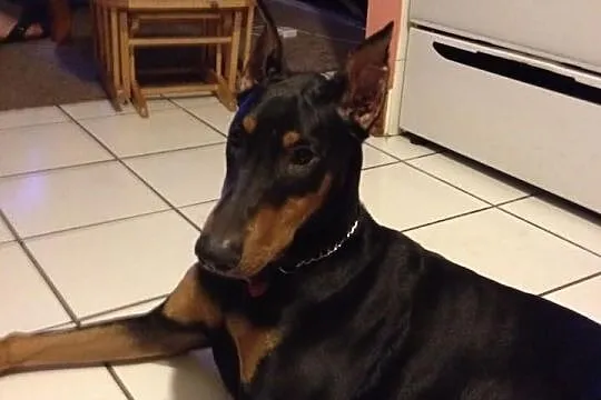 Doberman reproduktor