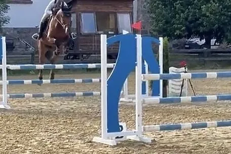 Klacz sportowa 9-letnia, , 