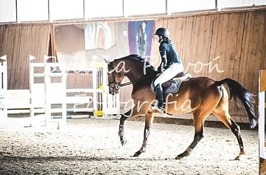 Klacz sportowa 9-letnia, , 