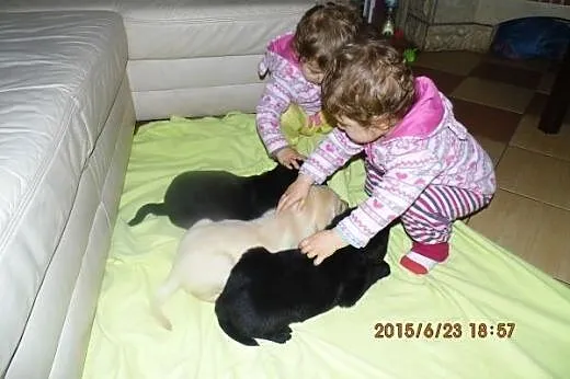 Labrador retriever- czarne i biszkoptowe,  małopol