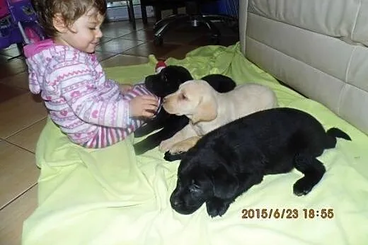 Labrador retriever- czarne i biszkoptowe,  małopol