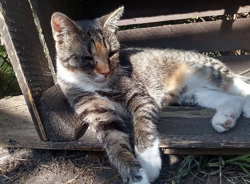 MELA - kochający domek potrzebny od zaraz!, Łódzkie, Łódź