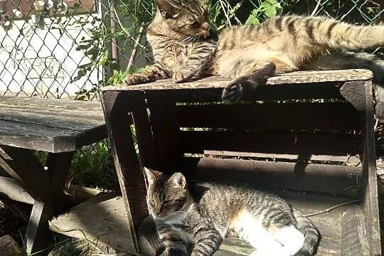 MELA - kochający domek potrzebny od zaraz!, Łódzkie, Łódź