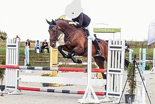 AQHA Sprzedam, , Drezdenko