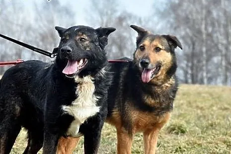 Kto pokocha Hopa?,  Kundelki cała Polska