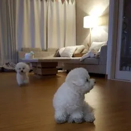 Silny szczeniak rasy francuski bichon frise dla każdej kochającej pary.