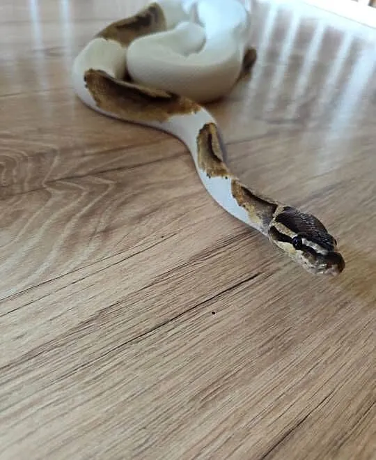 Pyton samiec Piebald, Mazowieckie, Pruszków