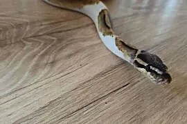 Pyton samiec Piebald