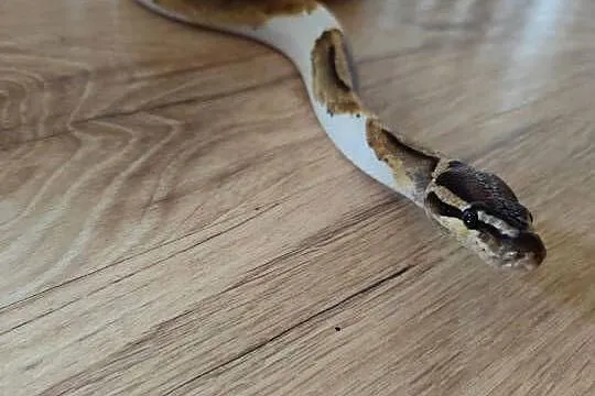 Pyton samiec Piebald, Mazowieckie, Pruszków