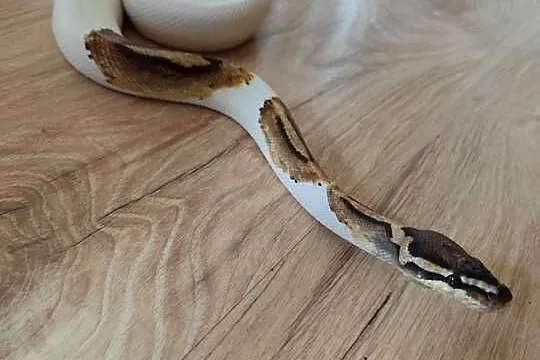 Pyton samiec Piebald, Mazowieckie, Pruszków