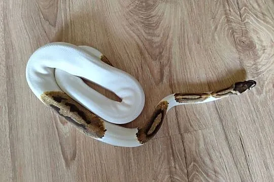Pyton samiec Piebald, Mazowieckie, Pruszków