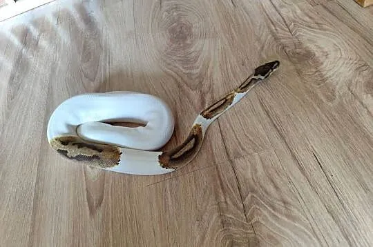 Pyton samiec Piebald, Mazowieckie, Pruszków