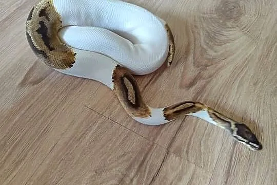 Pyton samiec Piebald, Mazowieckie, Pruszków