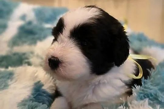 Bearded collie szczeniaki FCI