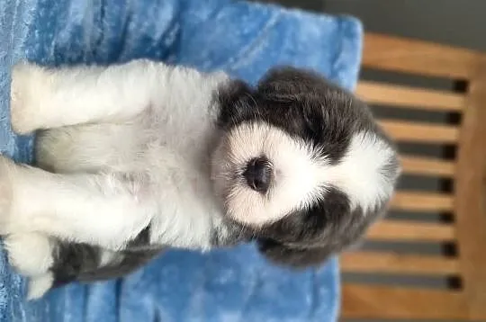 Bearded collie szczeniaki FCI, Zachodniopomorskie, Stargard