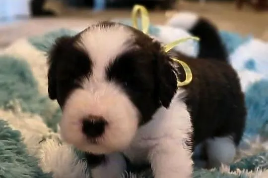 Bearded collie szczeniaki FCI, Zachodniopomorskie, Stargard