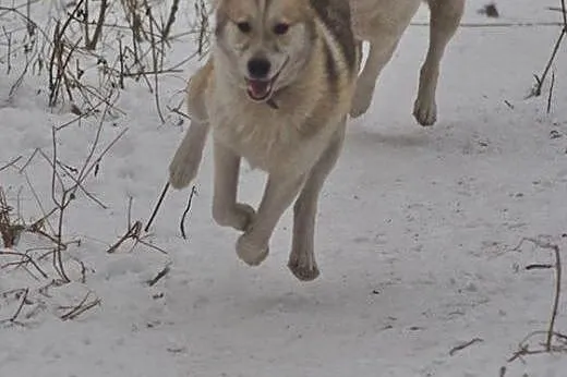 Freki - młody psiak w typie siberian husky do adop