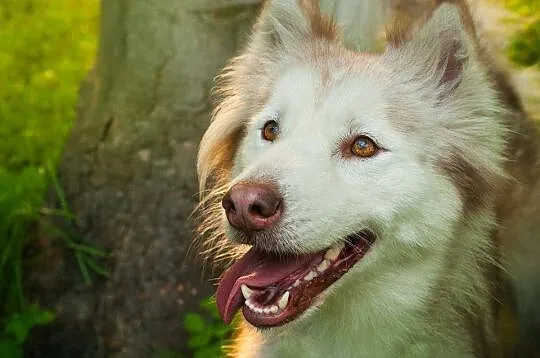 Przepiękna Yuna, wychowana, uśmiechnięta suczka HU