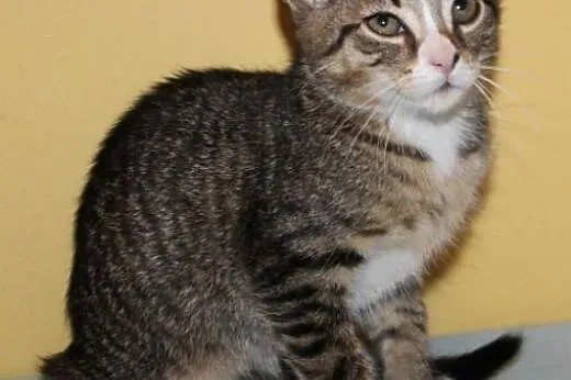Catessa i Delma,  pomorskie Rumia