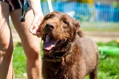 Pluto - młody pies w typie Wyżła do adopcji,  wiel