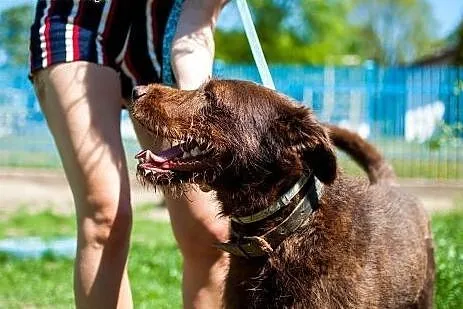 Pluto - młody pies w typie Wyżła do adopcji,  wiel